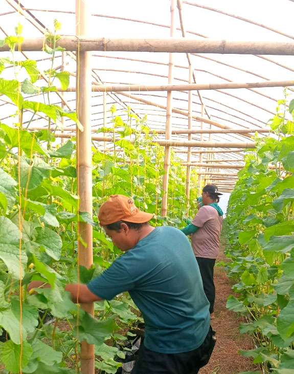 Petani Lokal VINE Ponorogo
