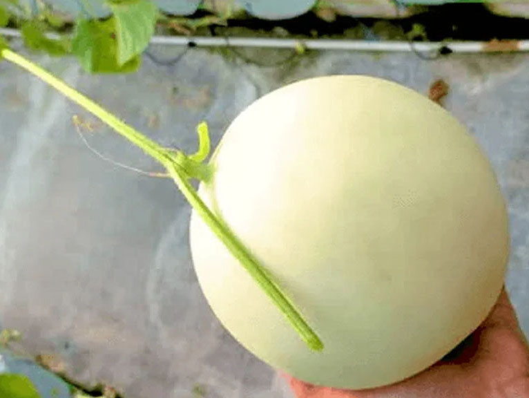 VINE Honeyglobe Melon Buah Utuh